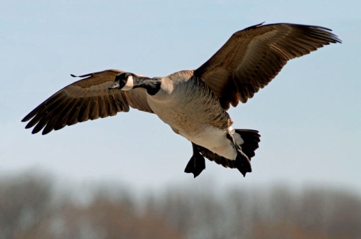 Canadian goose whose wings are “locked” 