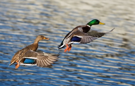 L. to R.: Hen (female) Mallard duck, 