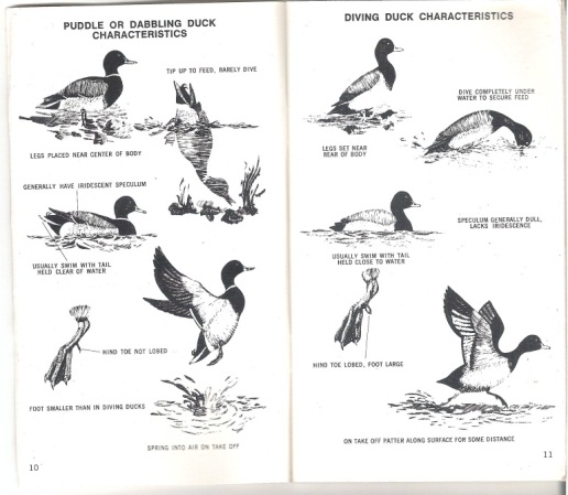 Page of Puddle vs Diving Duck Characteristics Provide by: Waterfowl Identification in the Central Flyway booklet.