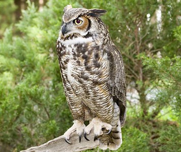 The Great Horned Owl.