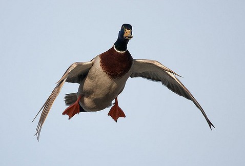 Drake (male) Mallard duck with wings “cupped”  