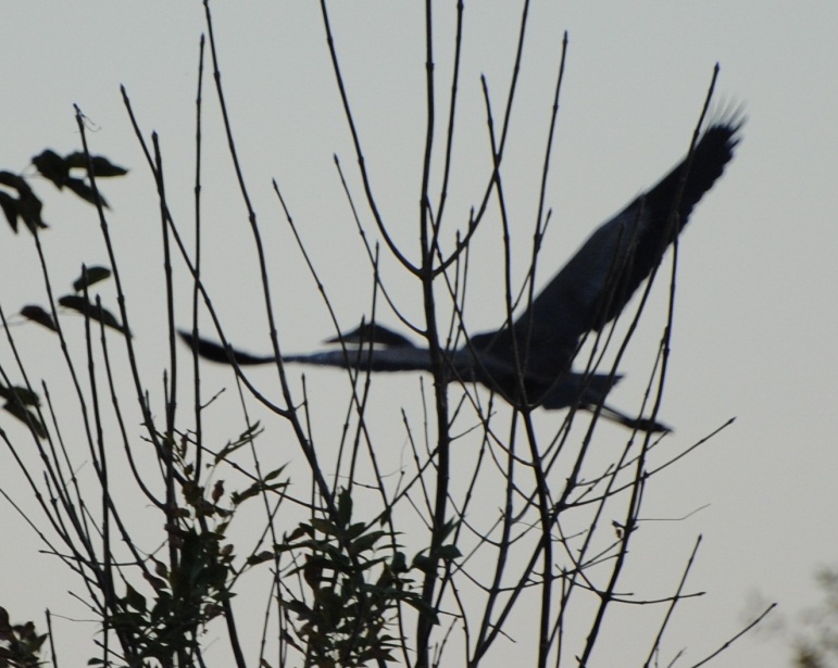 The Great Blue Heron in majestic flight.