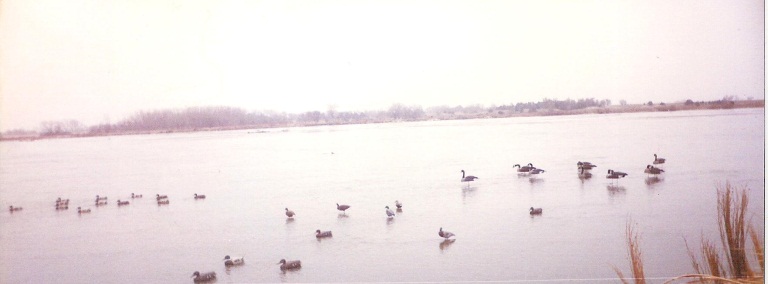 Spread of decoys facing downriver at the KMS hunting site.