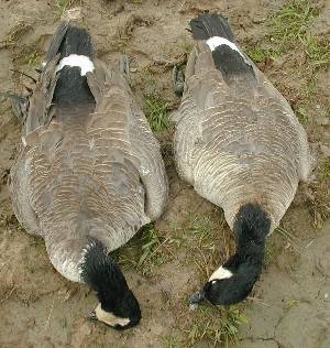 2 harvested Canadian geese.