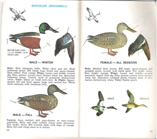 Page of Shoveler Duck Characteristics Provide by: Waterfowl Identification in the Central Flyway booklet.