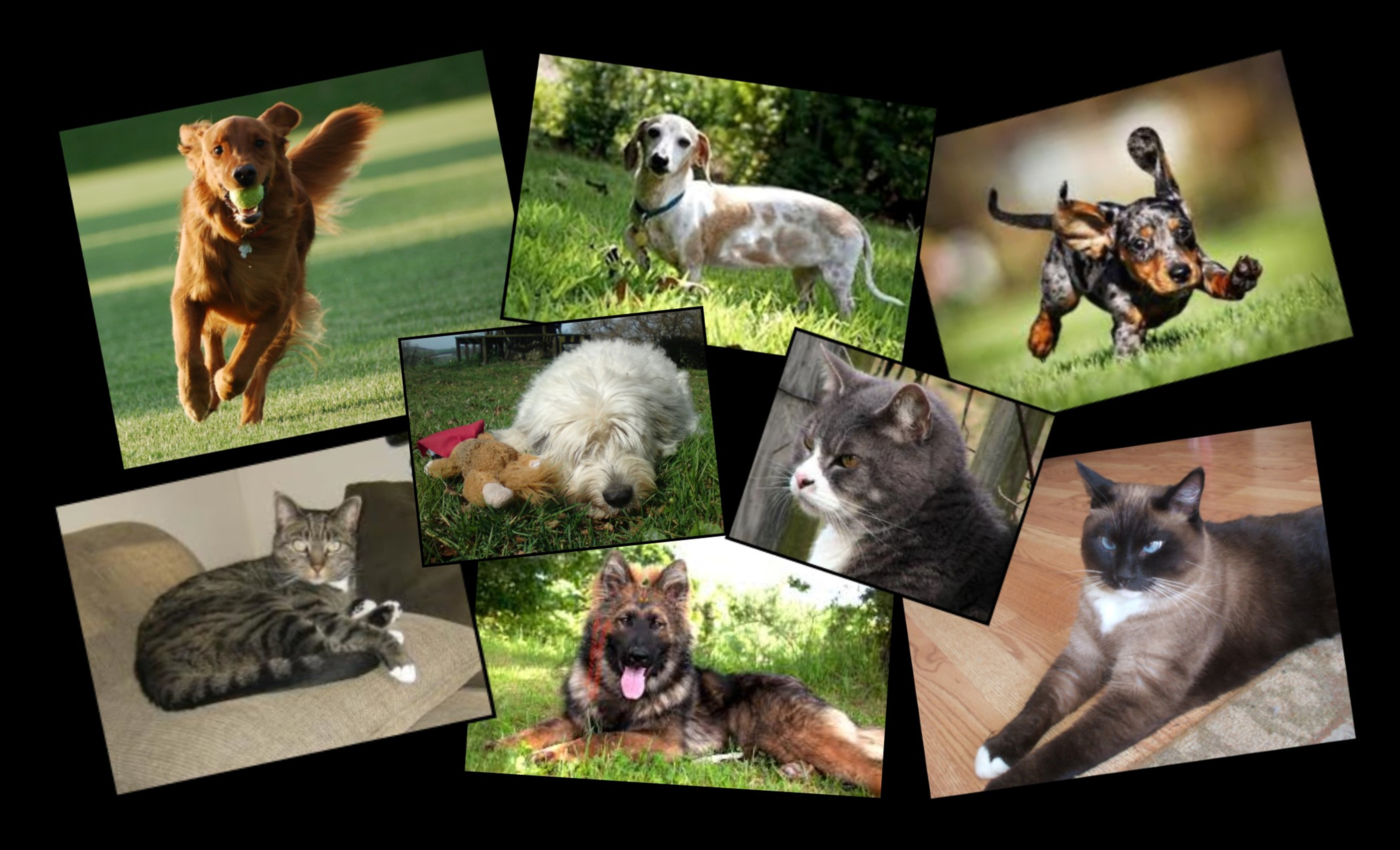 Talking Dogs & Cats Collage